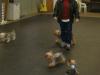 Colorado Yorkie playdate was fun (VIDEO)-starsky-pup-006.jpg