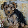 is this yorkie baby mixed?-screenshot_2014-08-15-11-42-50-1-1.png