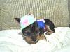 For new owners of little pups- sock sweaters-athena-sweater-004.jpg