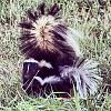 Look what I just chased out of my yard-skunk1.jpg