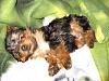 Teddy doesn't look very Yorkie to me!-mabel-06.jpg