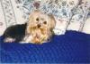 yorkie breeders in wisconsin?-blue-girl.jpg