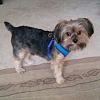 Yorkie or Morkie?-chesney-1.jpg