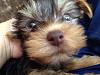 Yorkie with brown nose and green eyes?!-image.jpg