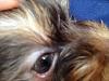 Yorkie with brown nose and green eyes?!-image.jpg