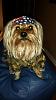 Yorkie Talk 10th Annual Halloween Contest! (2014)-14117137120180.jpg