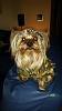 Yorkie Talk 10th Annual Halloween Contest! (2014)-14117137340641.jpg