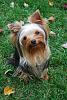 Teddy doesn't look very Yorkie to me!-deuce-at1-year-2010.jpg