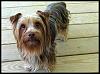 How much does your adult yorkie weigh?-dsc02465.jpg