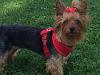 How much does your adult yorkie weigh?-image.jpg