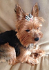 How much does your adult yorkie weigh?-screen-shot-2014-09-26-9.10.09-pm.png