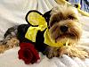 Yorkie Talk 10th Annual Halloween Contest! (2014)-fullsizerender-4-400x300-.jpg