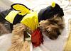 Yorkie Talk 10th Annual Halloween Contest! (2014)-fullsizerender-6-400x288-.jpg