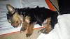 New Yorkie Momma here! Help-20141004_142157-640x360-.jpg