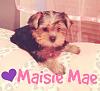 Hi Everyone! New member and new yorkie owner :)-screen-shot-2014-10-07-5.26.41-pm.jpg