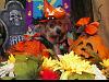 Yorkie Talk 10th Annual Halloween Contest! (2014)-pizap.com14127394908501.jpg