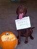 Yorkie Talk 10th Annual Halloween Contest! (2014)-piddle-place-pumpkin-carving.jpg