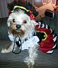 Yorkie Talk 10th Annual Halloween Contest! (2014)-pirategirl1small.jpg