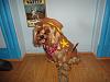 Yorkie Talk 10th Annual Halloween Contest! (2014)-dsc05470a.jpg