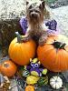 Yorkie Talk 10th Annual Halloween Contest! (2014)-image.jpg