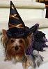 Yorkie Talk 10th Annual Halloween Contest! (2014)-img_771311.jpg