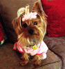 Application for Membership--YT TEAPOT Club-pink-piper-500.gif