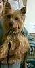 Just Adopted a Female 6 year old yorkie need help!-piper-2.jpg
