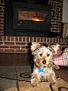 Teapot Yorkie!!!!-img_0632.jpg