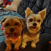 Lets see your teapots (yorkies over 7 pound)-image.jpg