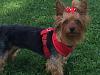 Lets see your teapots (yorkies over 7 pound)-image.jpg