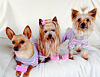 Yorkie Talk 10th Annual Halloween Contest! (2014)-pajama-game-yt.png