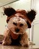 Yorkie Talk 10th Annual Halloween Contest! (2014)-gizmo-halloween-10.2014.3.jpg