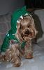 Yorkie Talk 10th Annual Halloween Contest! (2014)-dsc_0050.jpg