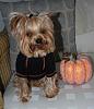 Yorkie Talk 10th Annual Halloween Contest! (2014)-dsc_0059.jpg