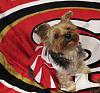 Yorkie Talk 10th Annual Halloween Contest! (2014)-pickles49ercheer.jpg