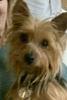 Help! Yorkie Puppy Zooms-piper-pro.jpg