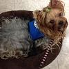 Congratulations to Mocha for becoming a Therapy Dog-img_1099.jpg