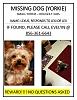 LOST Yorkie South Jersey-lexi-lost.jpg