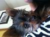 What type coat will my yorkie have-image.jpg