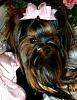 Want to see pics of your long haired dogs...-user42200_pic124753_1358475444.jpg