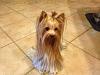 Want to see pics of your long haired dogs...-azkaty-bunny-1az.jpg