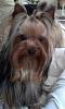 Want to see pics of your long haired dogs...-070.jpg