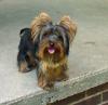 Yorkie Coats, Colors, Growth Chart Discussion-izzy_8_outside.jpg