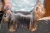 Yorkie Coats, Colors, Growth Chart Discussion-bruiserdec.jpg