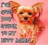 The Saga of Teddy and Pooplet-poops-stuck-my-butt.jpg