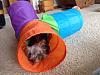 Help!  My Yorkie is very bored.-imagejpg2_zps00649b24.jpg