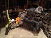 Help!  My Yorkie is very bored.-imagejpg1_zps3c034965.jpg