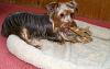 What kind of bones-019ab.jpg