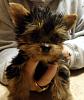 Hi!  New to forum and newer to Yorkies-22-009.jpg