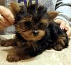 Hi!  New to forum and newer to Yorkies-22-001.jpg